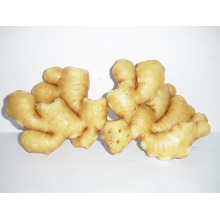 Hot sell Chinese mature fresh ginger